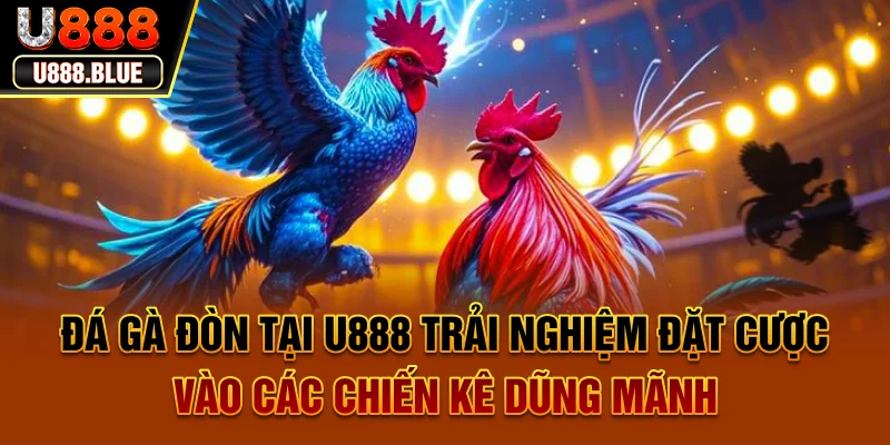 Chú ý đôi chân và vảy khi đánh giá kỹ năng khi chơi đá gà đòn tại U888