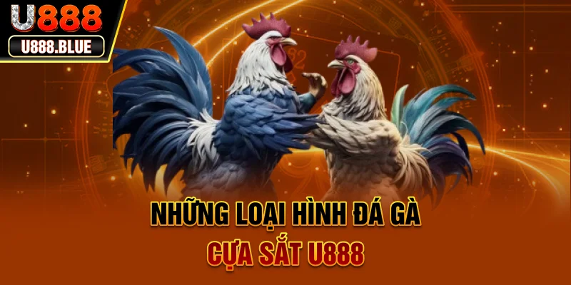 Đá gà cựa sắt U888 - Những trận đấu nảy lửa giữa hai chiến kê thiện chiến